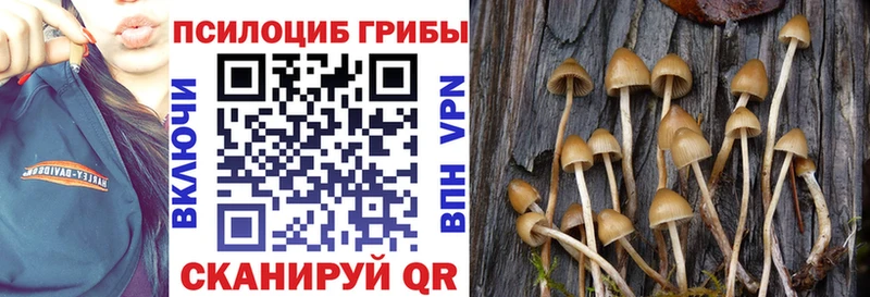 кракен вход  Красногорск  Галлюциногенные грибы Cubensis 